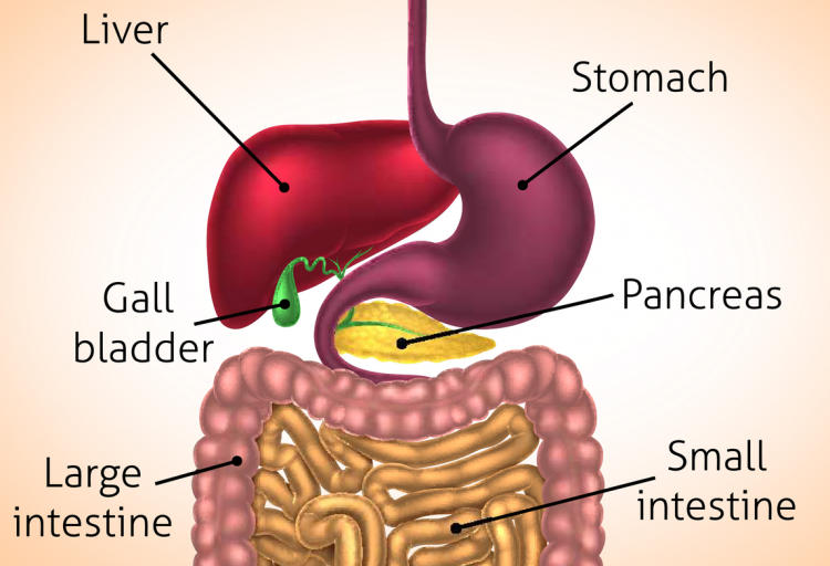 Enzymes for Fat Digestion - Thera Health