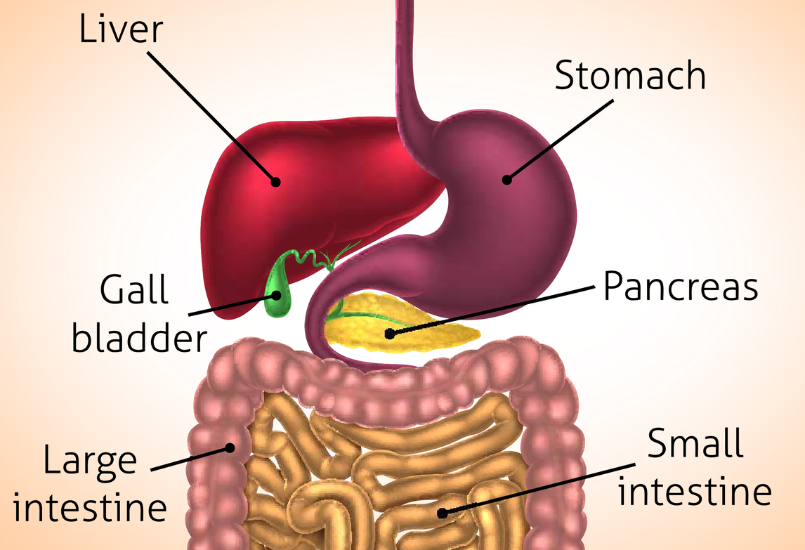 Enzymes for Fat Digestion Thera Health