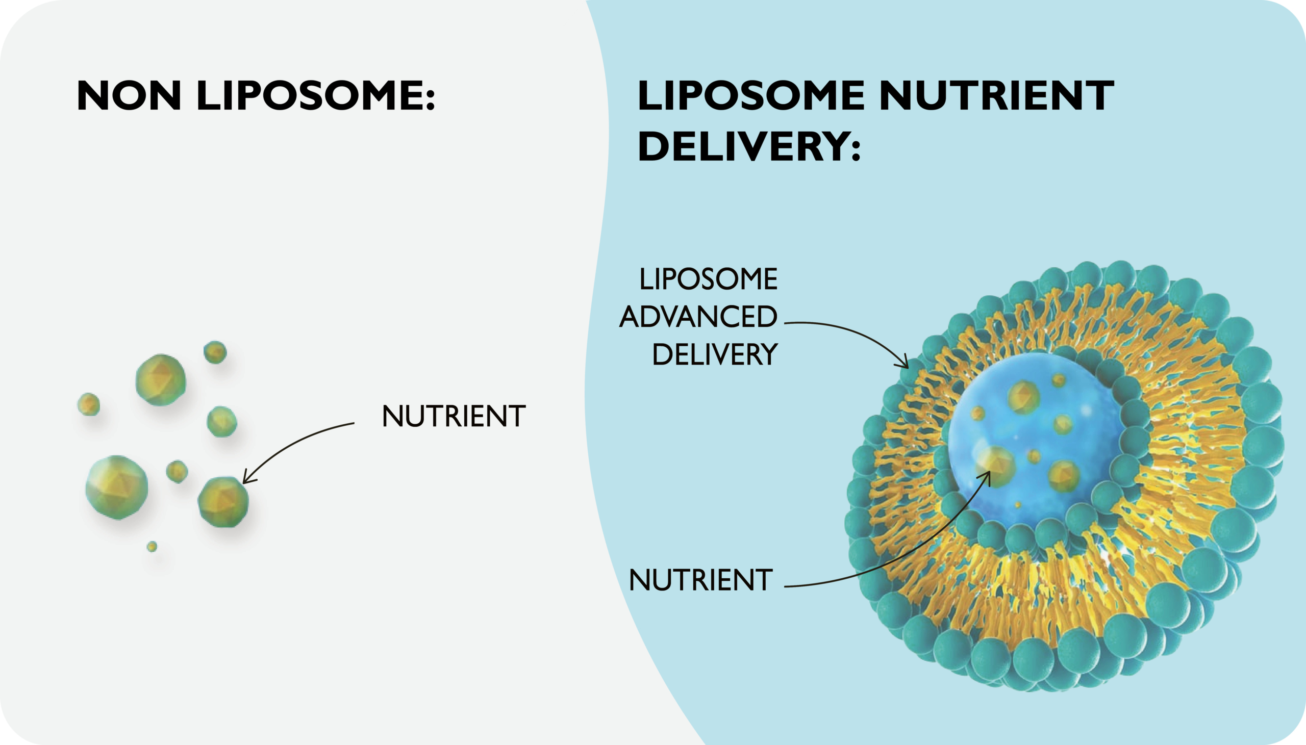 Thành tựu Nổi Bật của Công Nghệ Liposome trong Điều Trị Ung Thư